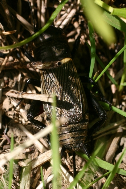 Grillo apuano: Gryllus campestris