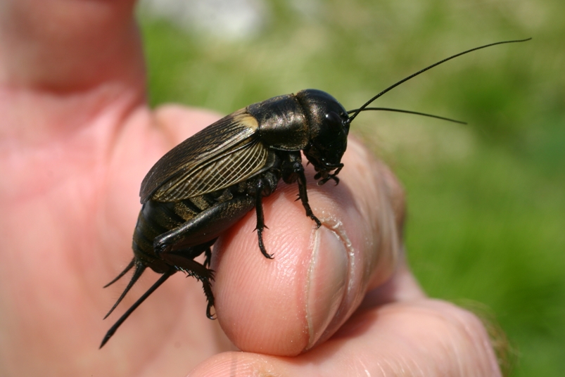 Grillo apuano: Gryllus campestris