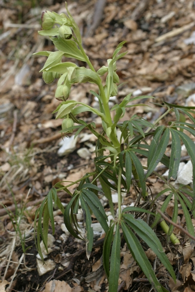 Helleborus viridis e Helleborus foetidus