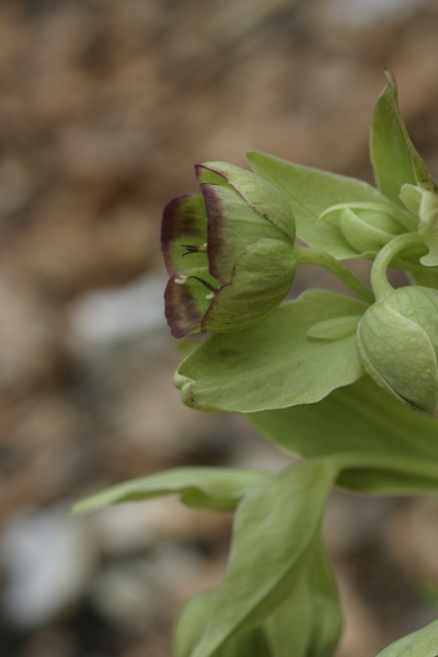 Helleborus viridis e Helleborus foetidus