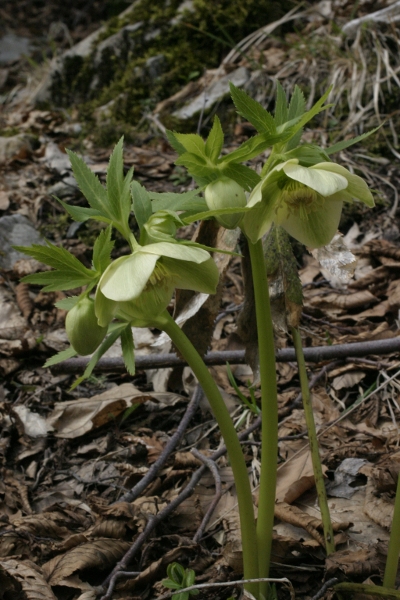 Helleborus viridis e Helleborus foetidus