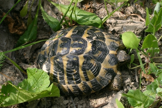 Testudo hermanni