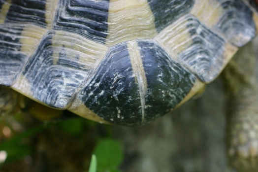 Testudo hermanni