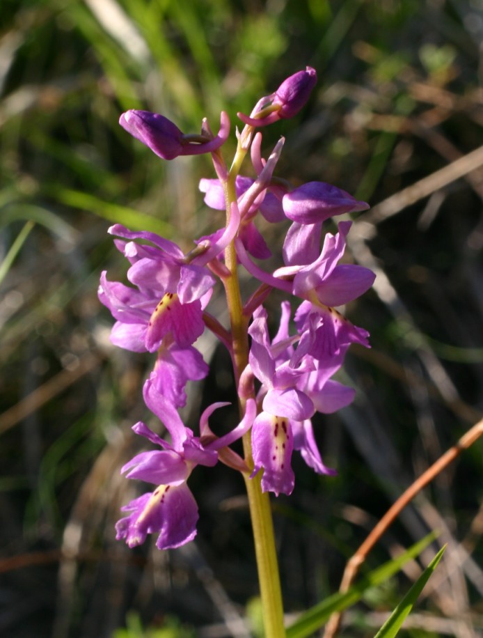 Ibrido Orchis mascula x O. pauciflora (Orchis colemanii )