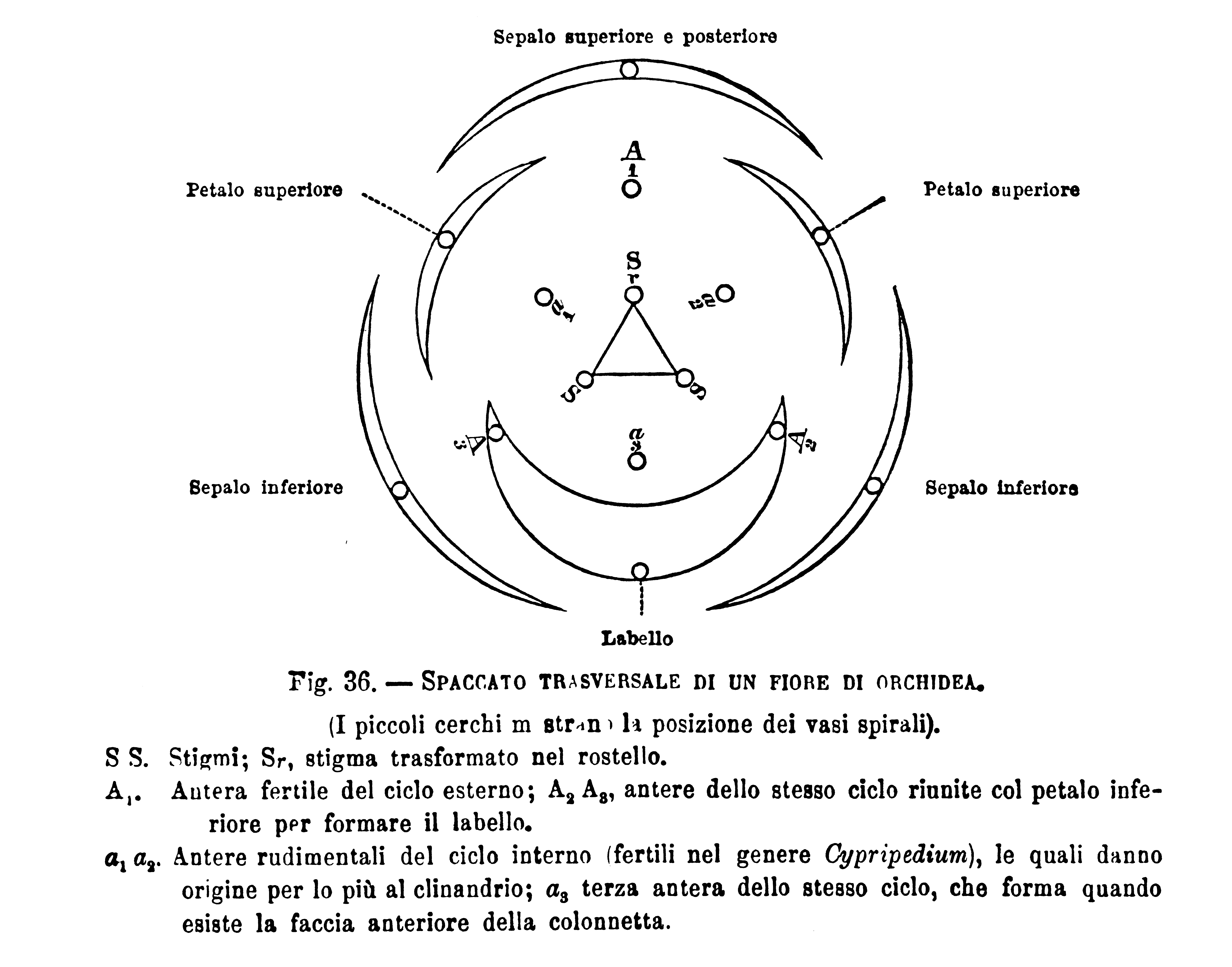 Domanda sui punti staminodiali