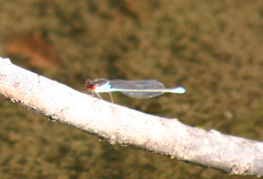 L''intruso - Erythromma viridulum maschio