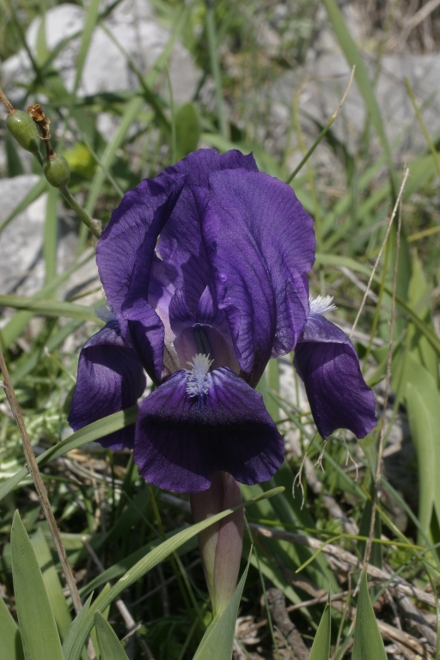 Dedicato ad Ametista - Iris lutescens e Iris pseudopumila