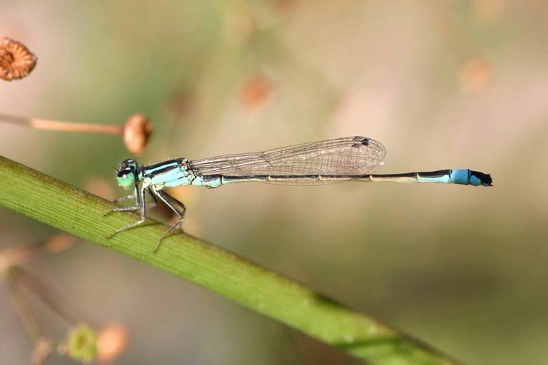 Ischnura elegans