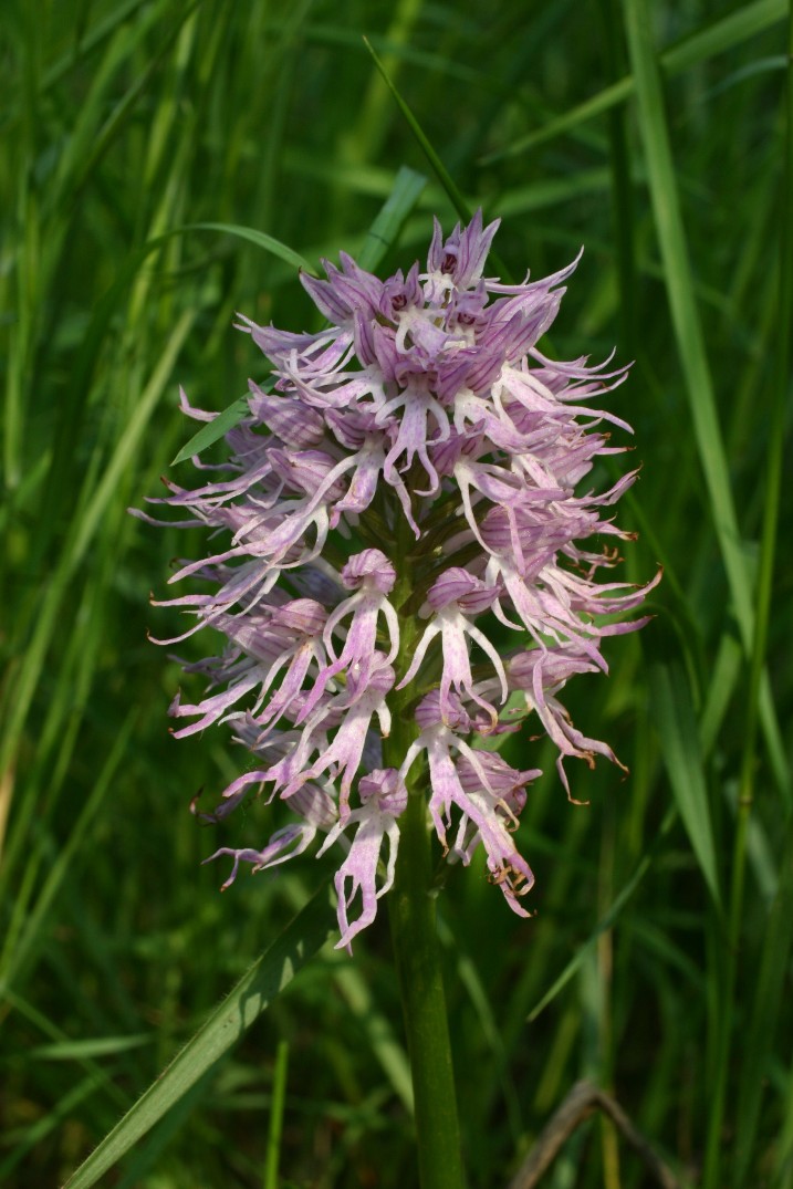 Orchis forse italica