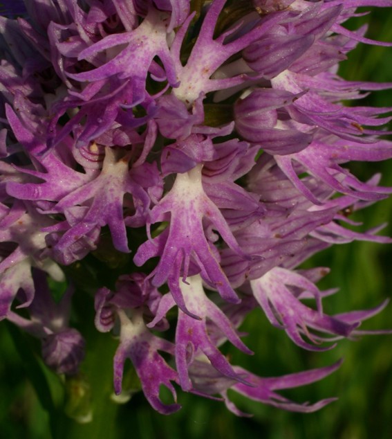 Orchis forse italica