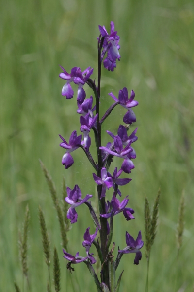 Anacamptis laxiflora