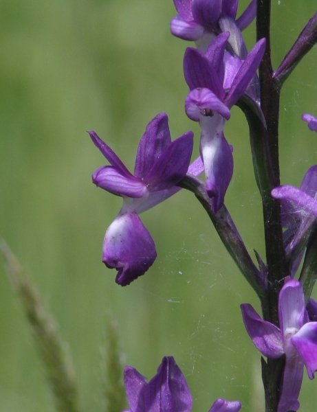 Anacamptis laxiflora