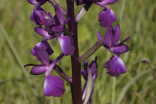 Orchis laxiflora tra Pisa e Livorno