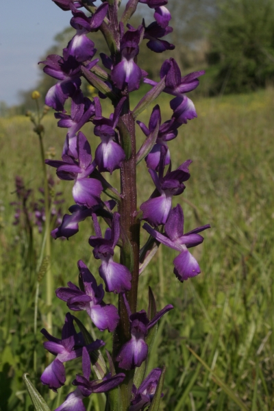 Orchis laxiflora tra Pisa e Livorno