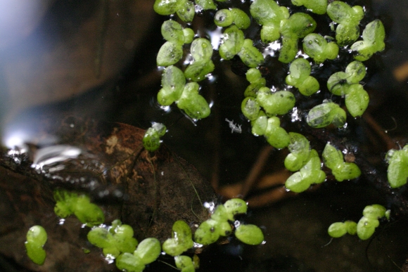 Lemna sp. - lenticchia d''acqua