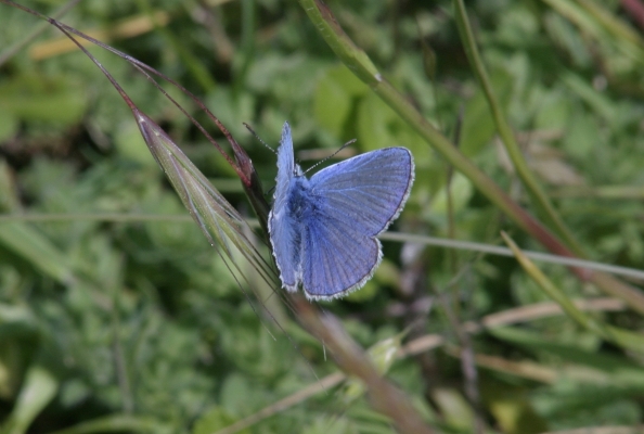 licenide azzurro