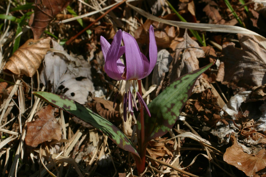 Erythronium dens-canis