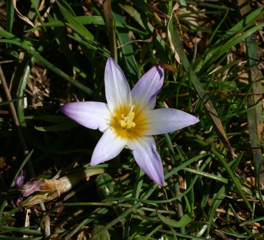 Iridacea - Romulea, bulbocodium