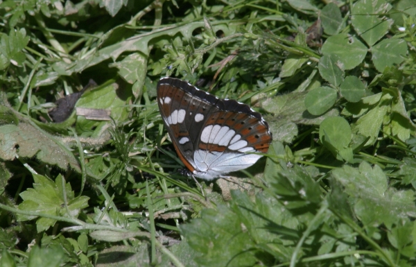 Limenitis reducta (femmina)