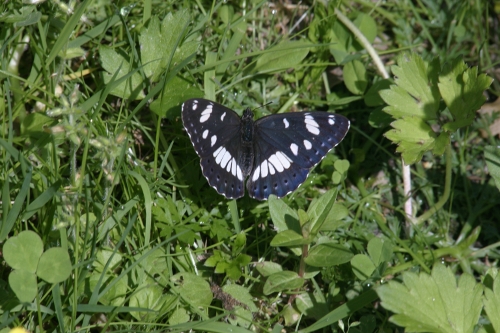 Limenitis reducta (femmina)