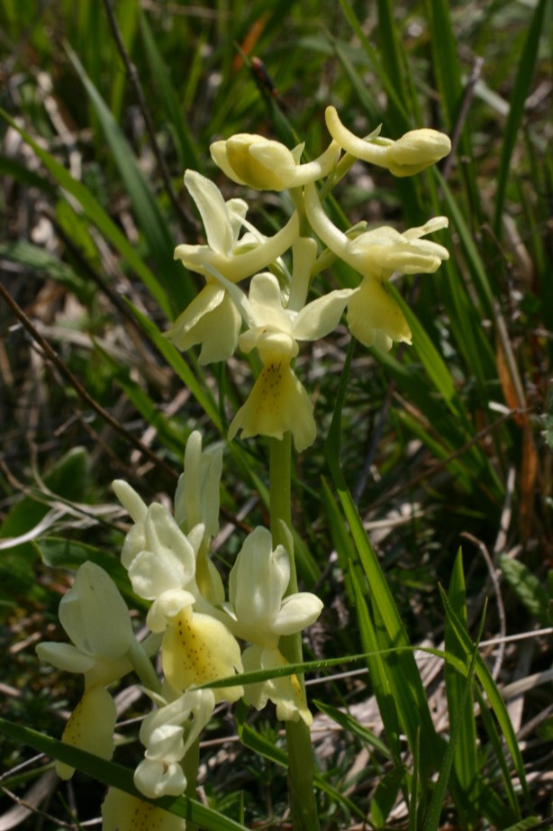 Ibrido Orchis mascula x O. pauciflora (Orchis colemanii )