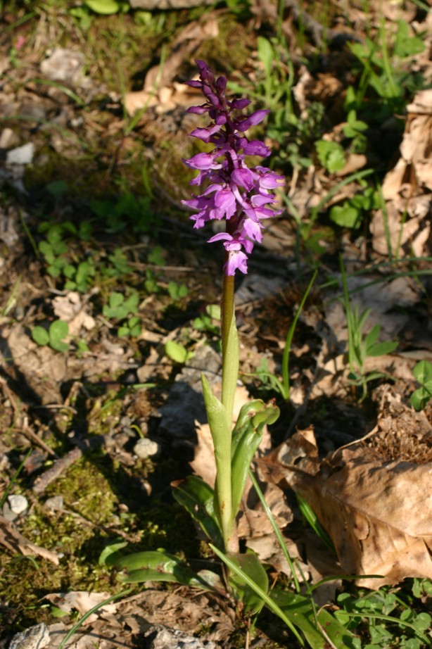 Orchis mascula