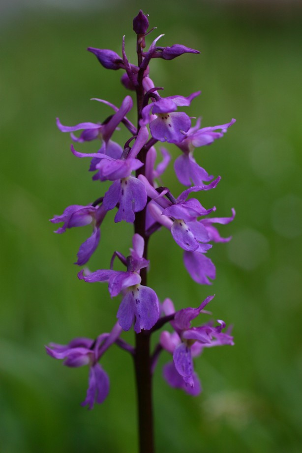 Orchis mascula