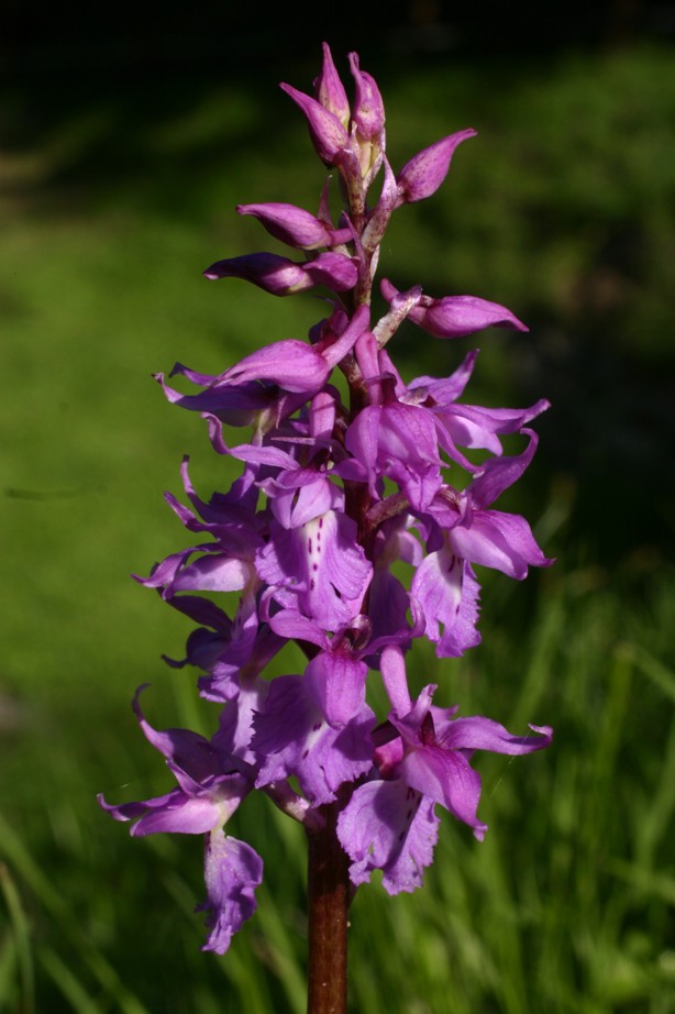 Orchis mascula