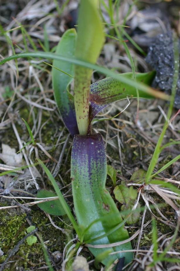 Orchis mascula