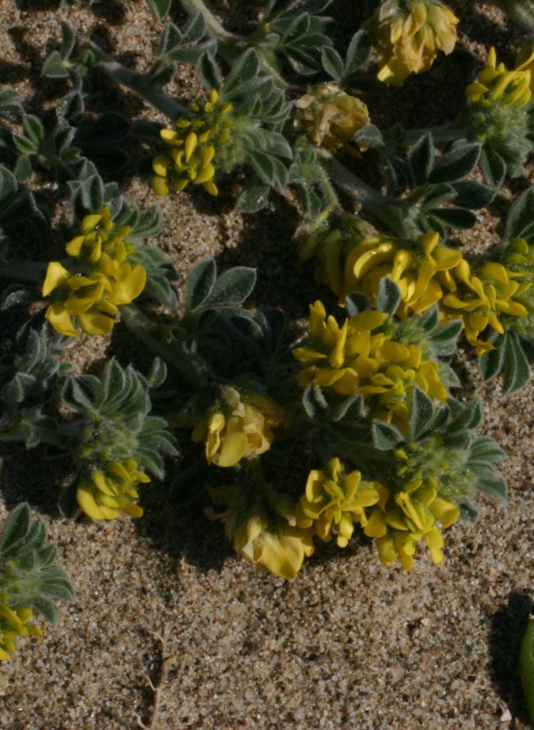 Medicago marina e Lotus creticus