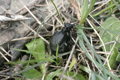 Ditteri su meloe: femmine di Ceratopogonidae