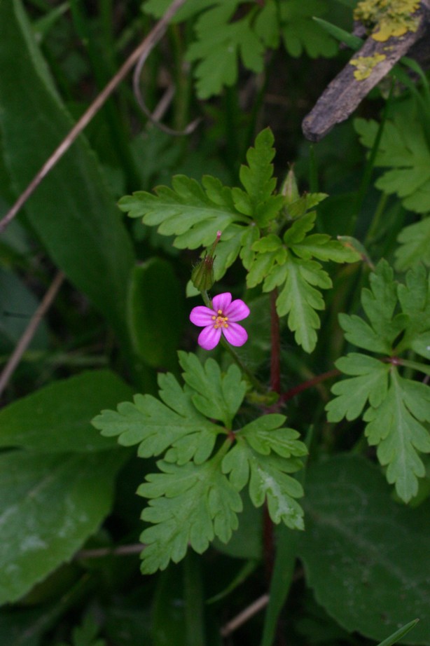 Geranium purpureum Vill. e Geranium molle L.