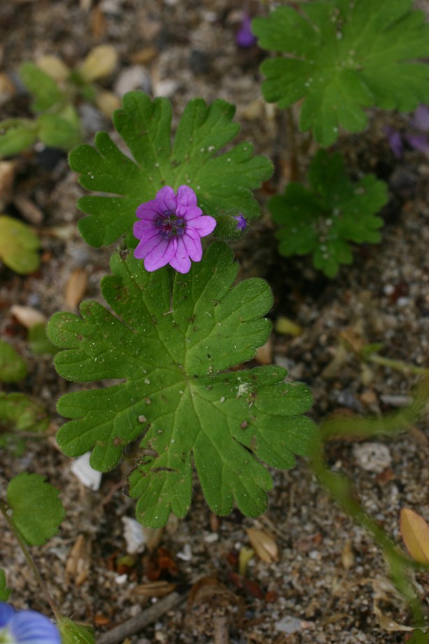 Geranium purpureum Vill. e Geranium molle L.