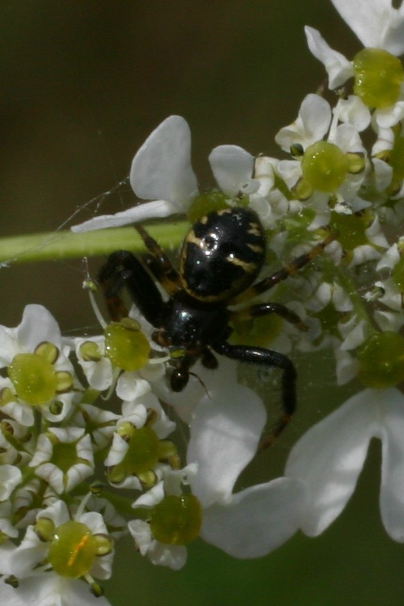 Synaema globosum