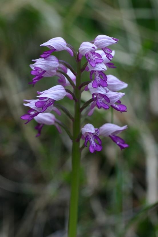 Orchis militaris