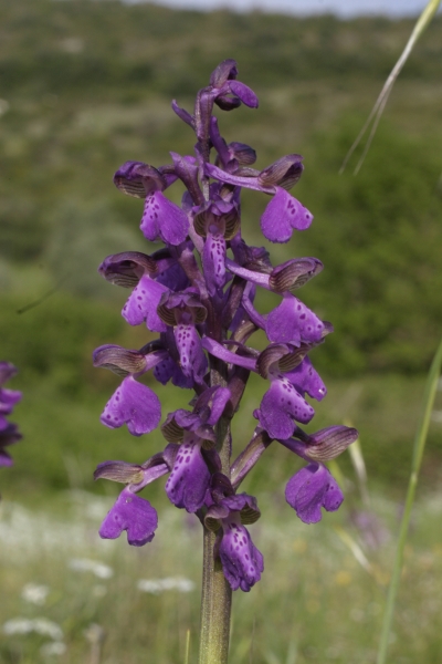 Anacamptis morio