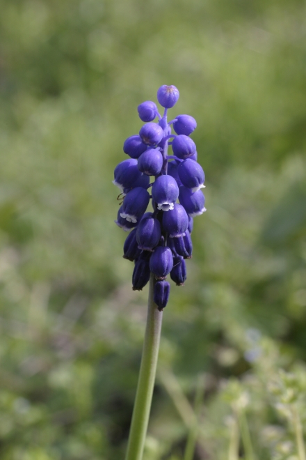 muscari