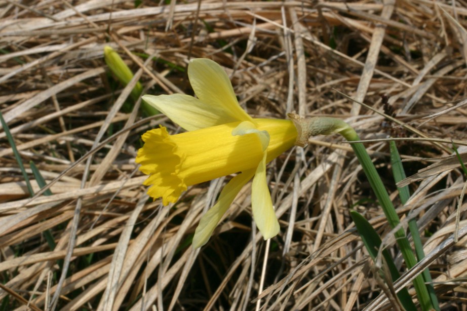 Narcissus pseudonarcissus L. s.l.