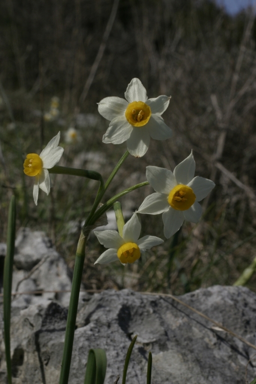 Narcissus tazetta / Narciso nostrale