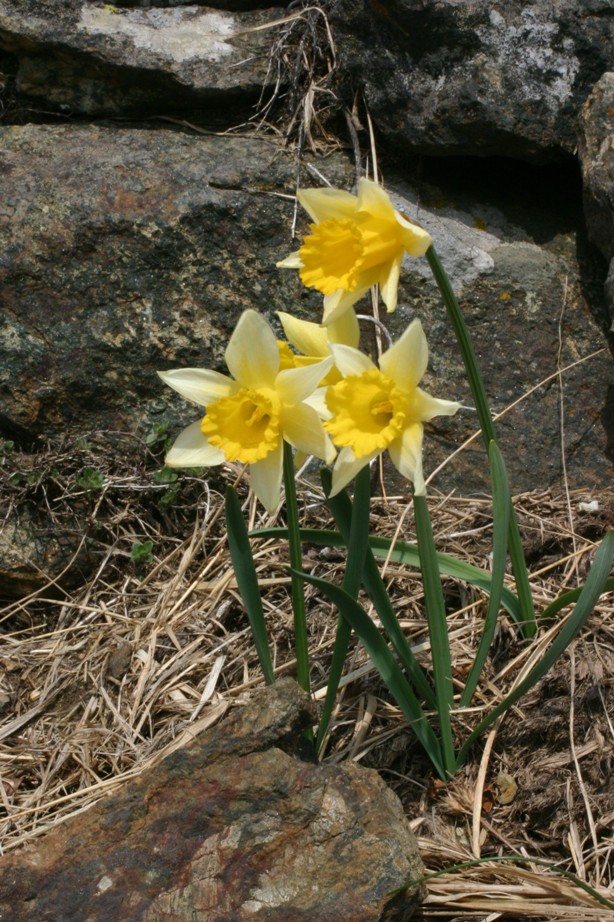 Narcissus pseudonarcissus L. s.l.