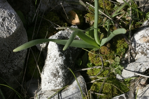 Narcissus tazetta / Narciso nostrale