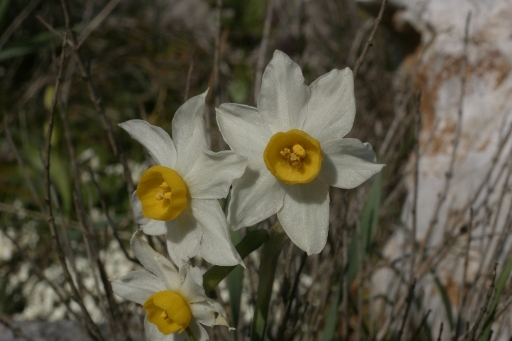 Narcissus tazetta / Narciso nostrale