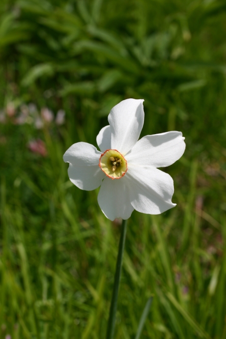 Narcissus poeticus