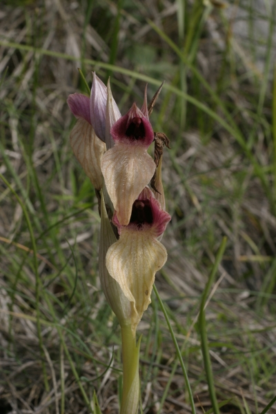 Serapias neglecta gialla