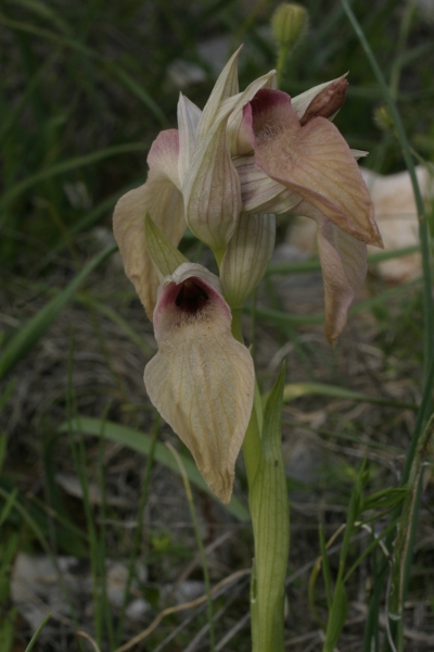 Serapias neglecta gialla