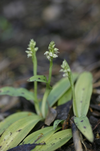 Neotinea maculata