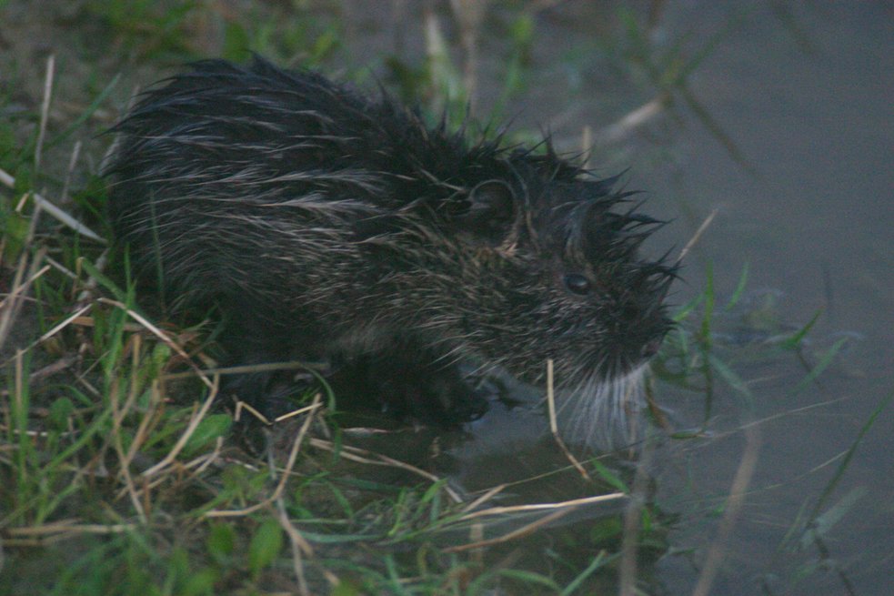 Nutria birichina