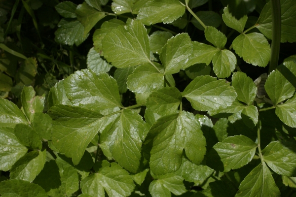 Smyrnium olusatrum