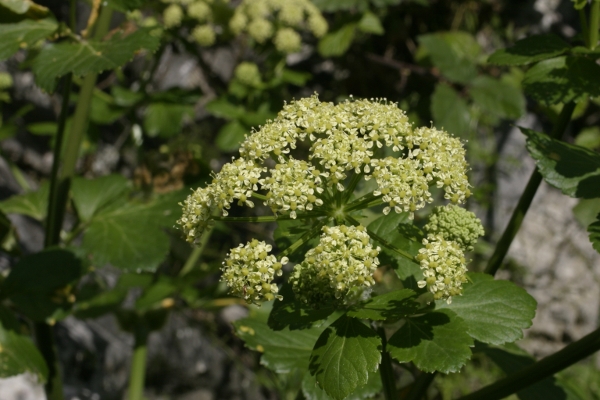 Smyrnium olusatrum