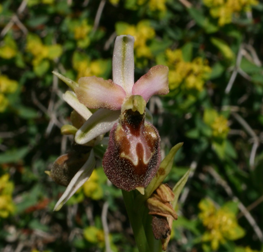 Ophrys dei Monti Pisani